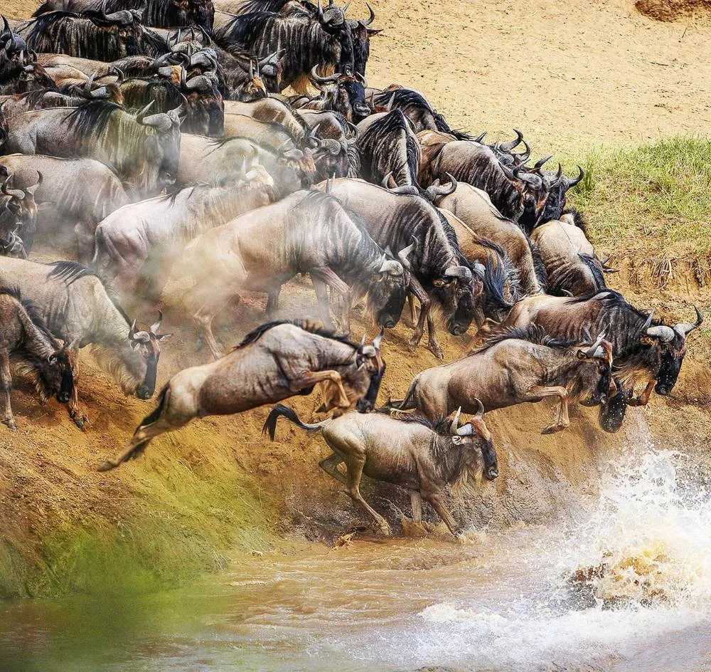 A Beautiful Tanzania Wildlife In Picture Of World