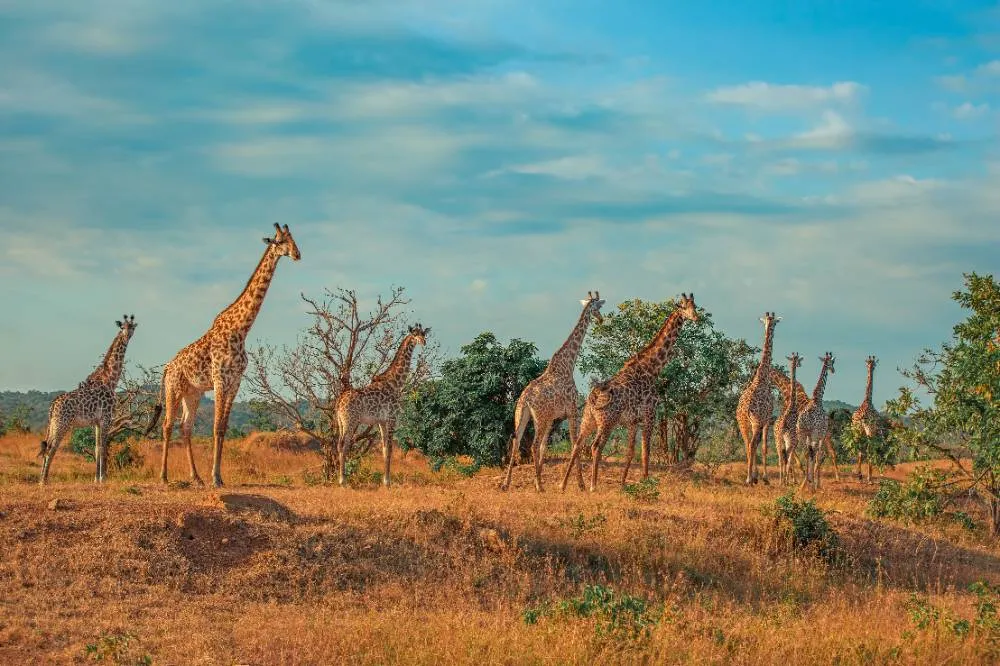 Wild African Giraffes At Sunrise