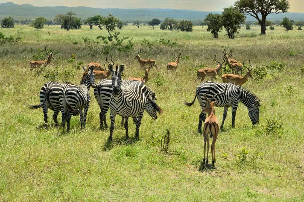 Zebra And Impala Antelopes In African Green Savana