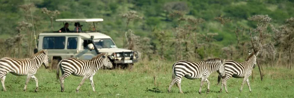 Zebras Passing In Front Of 4x4