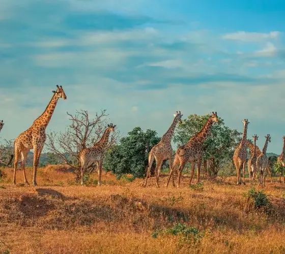 Giraffes at sunrise on the African savanna