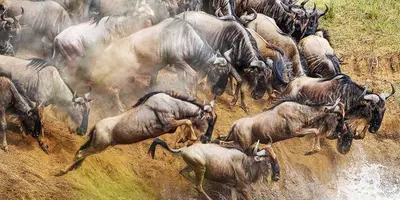 Wildlife grazing in the Tanzanian bush